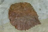 Two Fossil Leaves ( Zizyphoides And Davidia) - Montana #120875-3